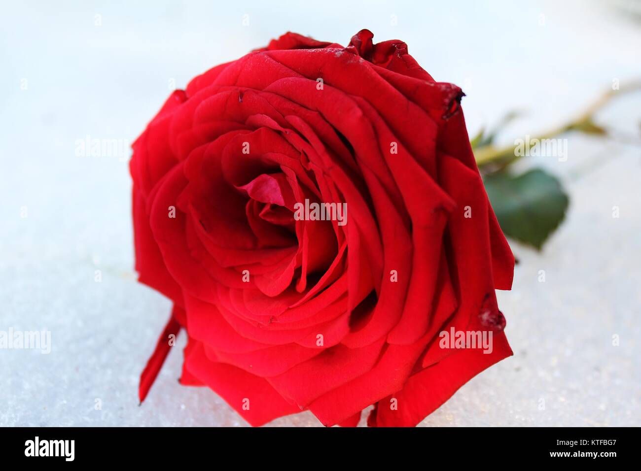 Red Rose auf weißem Schnee im Winter Zeit im Garten kalt aber bunt warme Gefühl machen und schön im Herzen Stockfoto