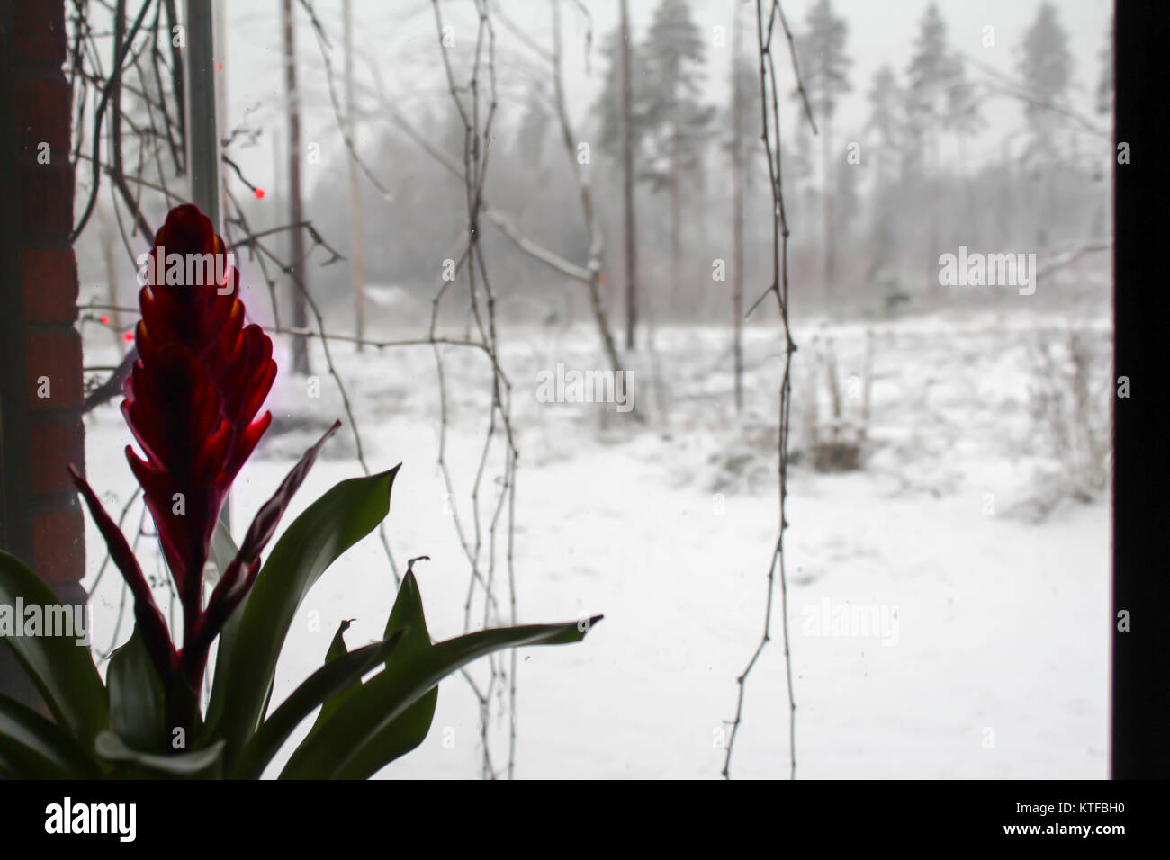 Winter in Finnland rote Blume auf WINDOWN Stockfoto