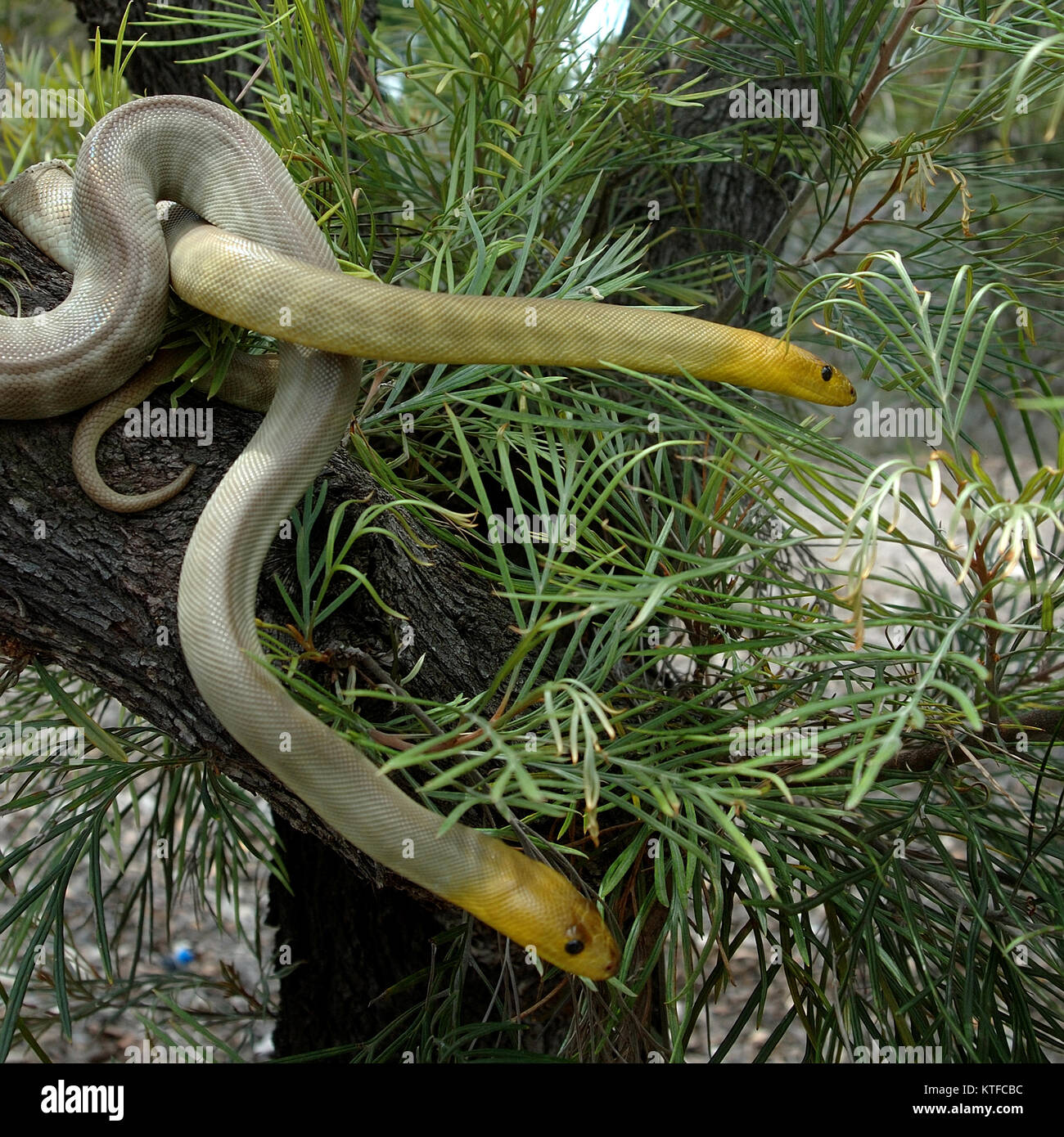 Paar South Australian woma Pythons, Aspidites ramsayi, auf einem Baum Stockfoto