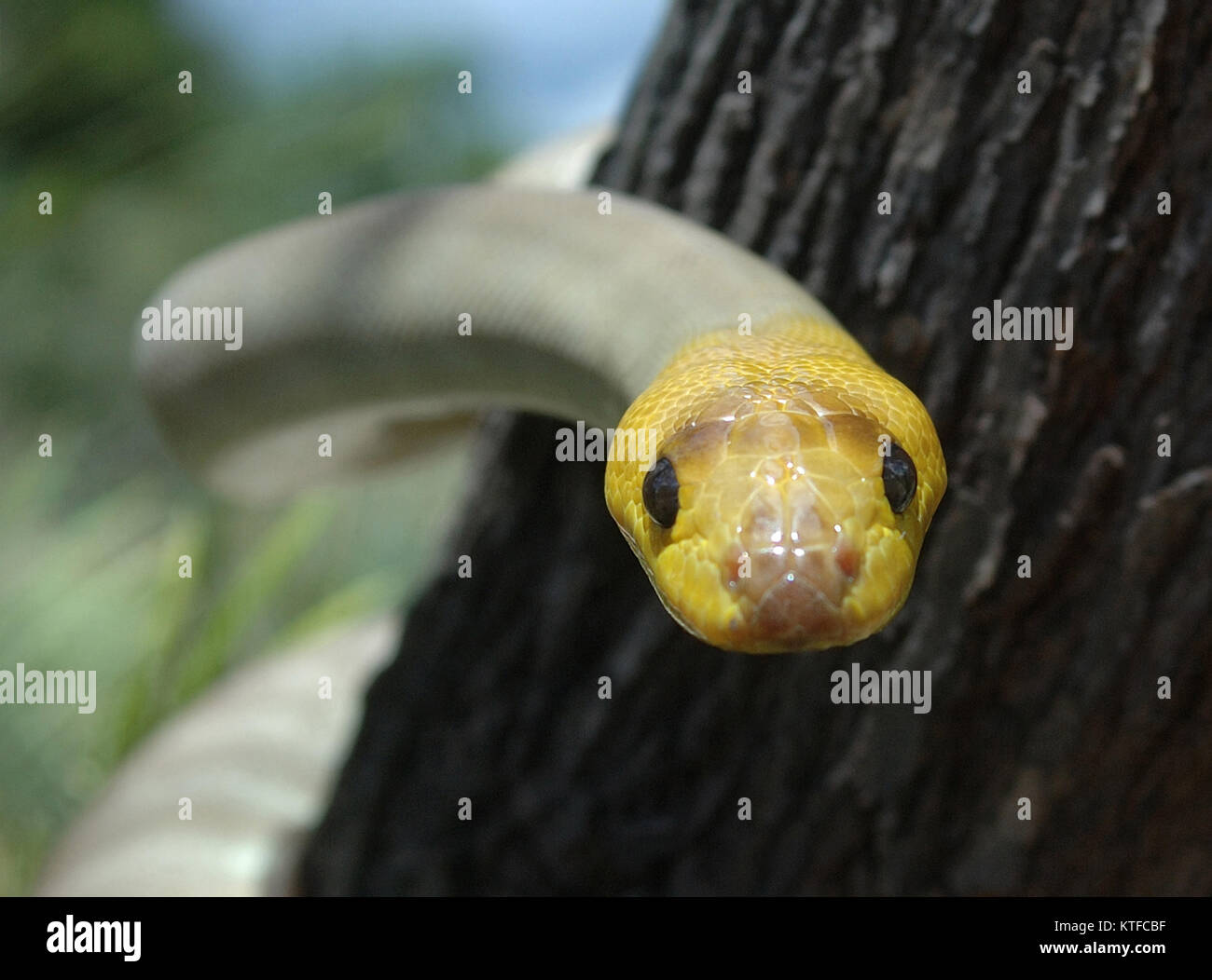 Portrait von South Australian woma Python, Aspidites ramsayi, auf einem Baum Stockfoto