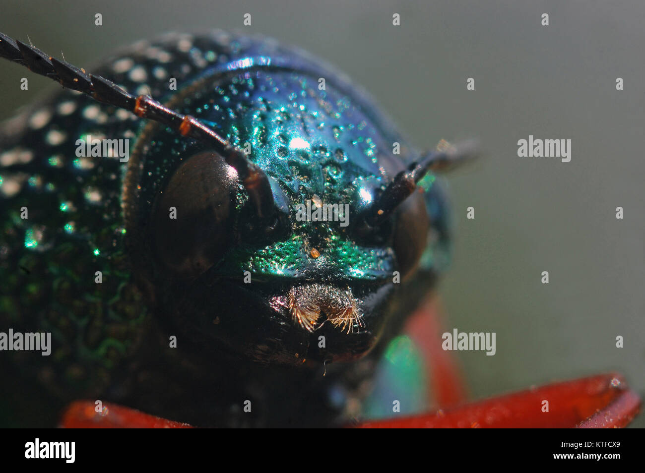 Porträt einer jewel Beetle von Familie Buprestidae, möglicherweise Sternocera nitens oder S. Brahmina, aus Tamil Nadu, Südindien Stockfoto