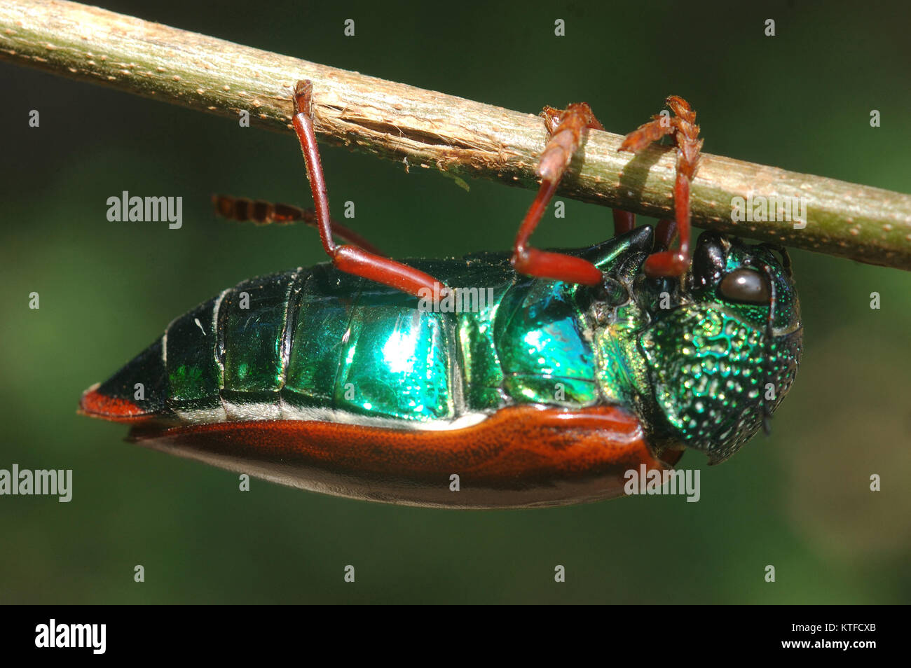 Jewel Beetle von Familie Buprestidae, möglicherweise Sternocera nitens oder S. Brahmina, hängen von einem Zweig. Aus Tamil Nadu, Südindien Stockfoto