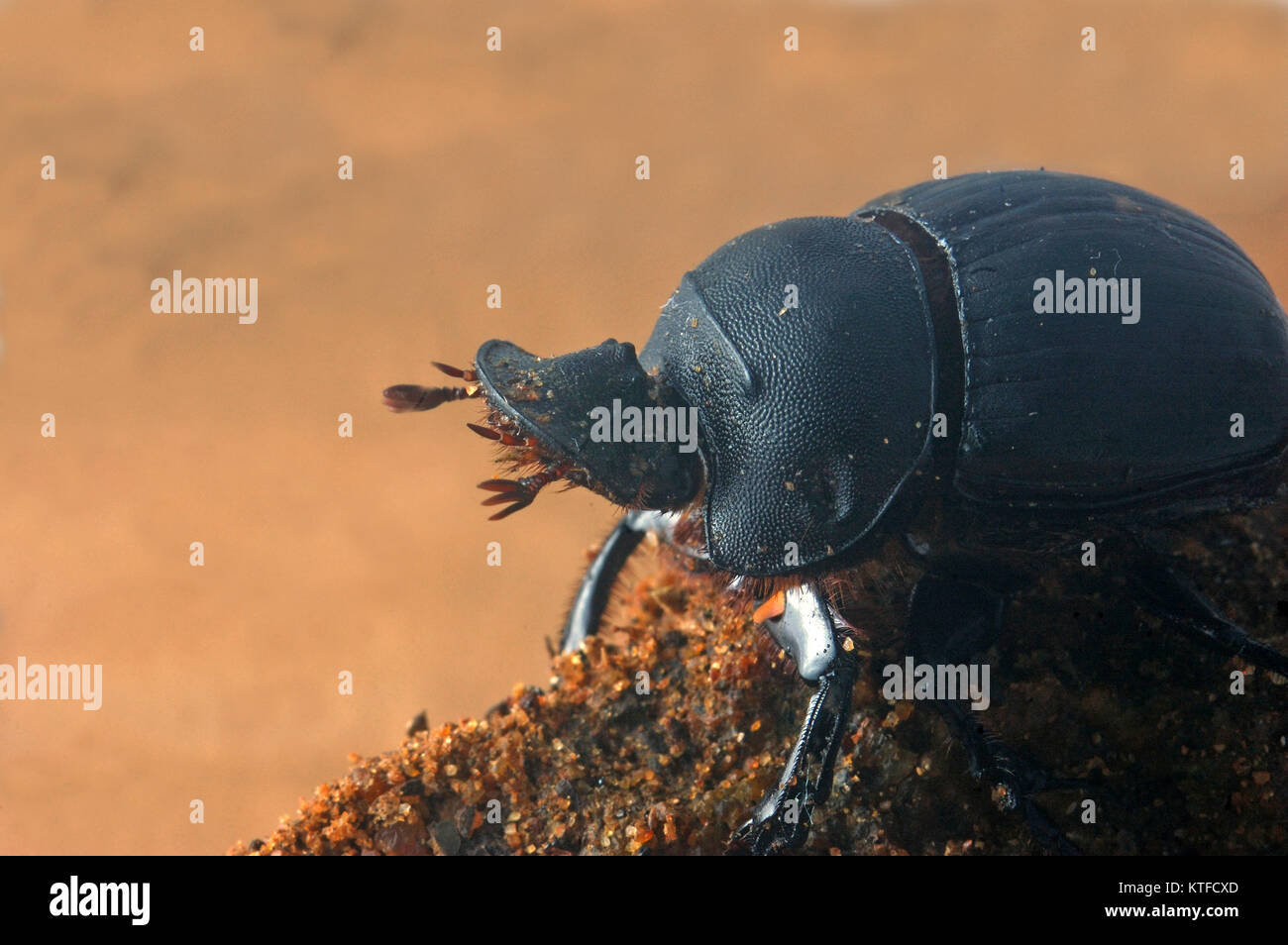 Skarabäus Käfer aus Tamil Nadu, Südindien. Dies ist einer der gemeinsamen Mistkäfer. Stockfoto