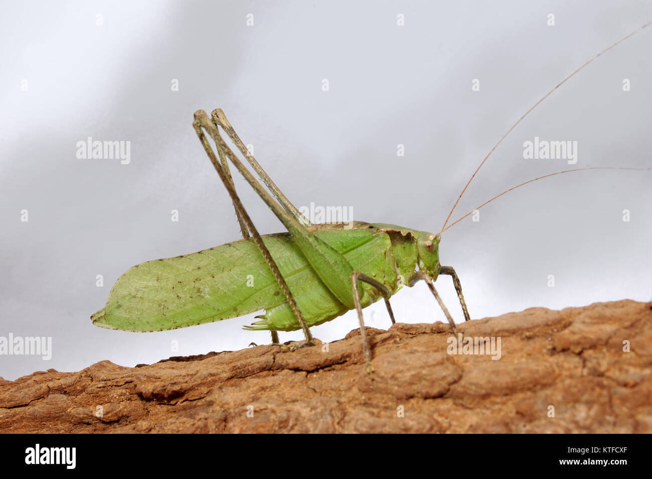 Grüne Heuschrecke aus Tamil Nadu, Südindien auf whtie Hintergrund Stockfoto