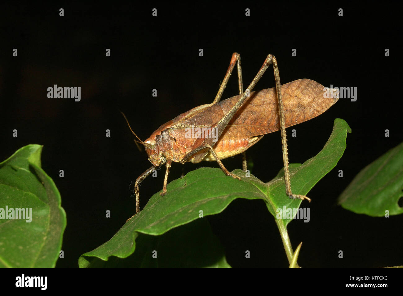 Braune Heuschrecke aus Tamil Nadu, Südindien. Stockfoto