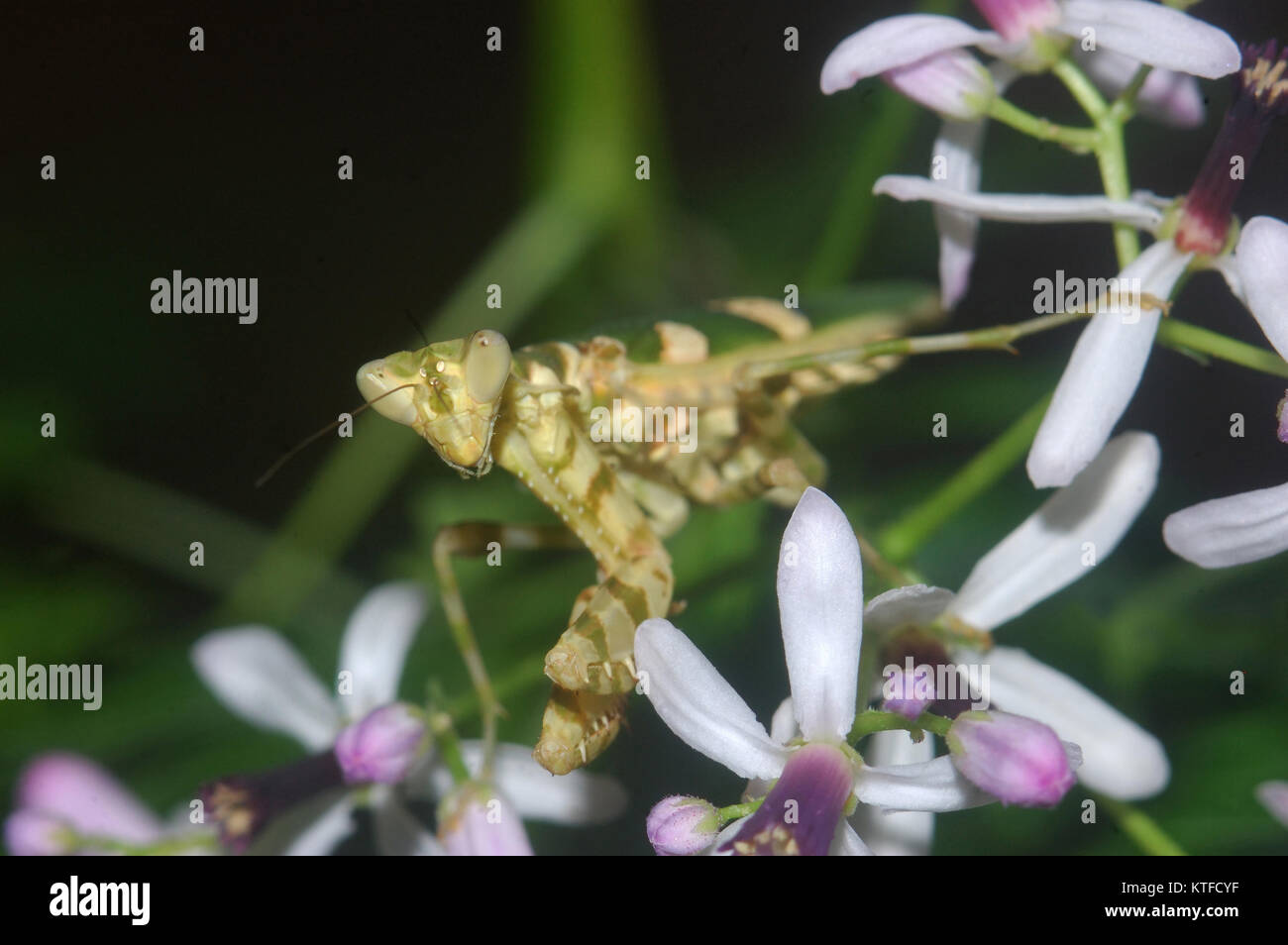 Blume Gottesanbeterin (ähnlich Pseudocreobotra Wahlbergii) auf Blütenstrauch in Tamil Nadu, Südindien Stockfoto