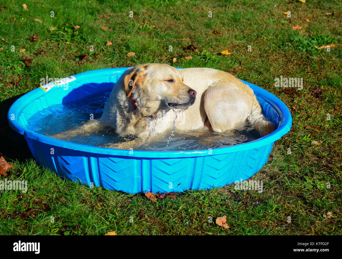 Junge gelbe lab Welpen Abkühlung in einem kleinen blauen Pool. Stockfoto