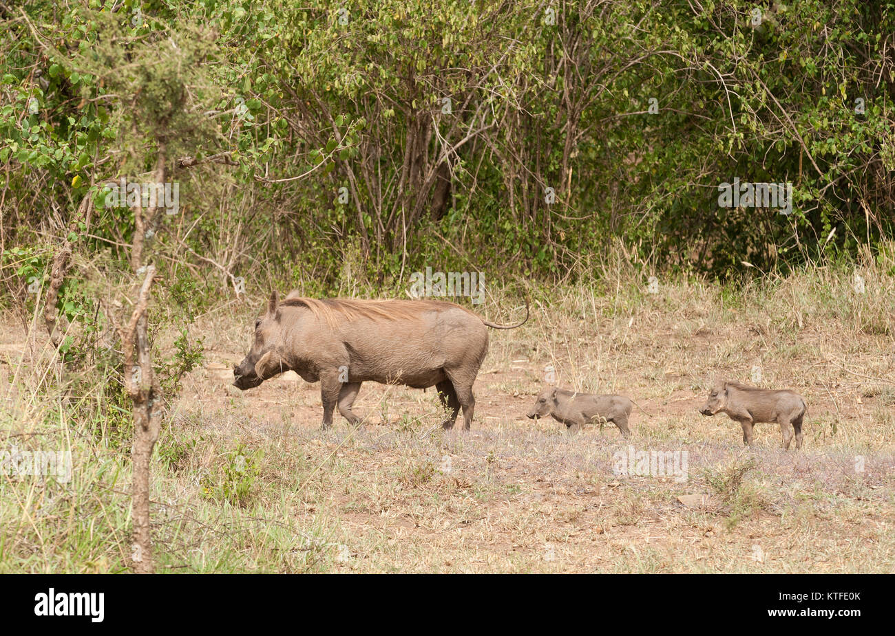 Warzenschwein (Phacochoerus aethiopicus, oder 'Ngiri' in Swaheli) Bild auf Safari in die Serengeti/Tarangire, Lake Manya Stockfoto