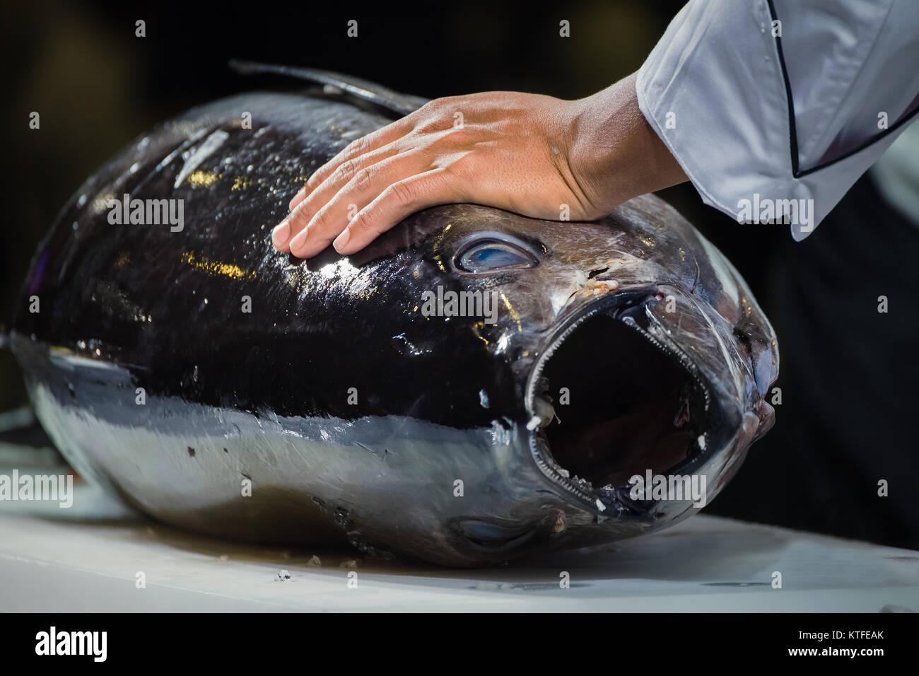 BANGKOK, THAILAND - 2. FEBRUAR 2016: der Unbekannte Japanische ashimi' Chef Vorbereiten einer frischen Maguro (giant Thunfisch) an Japan Expo, in Bangkok Stockfoto