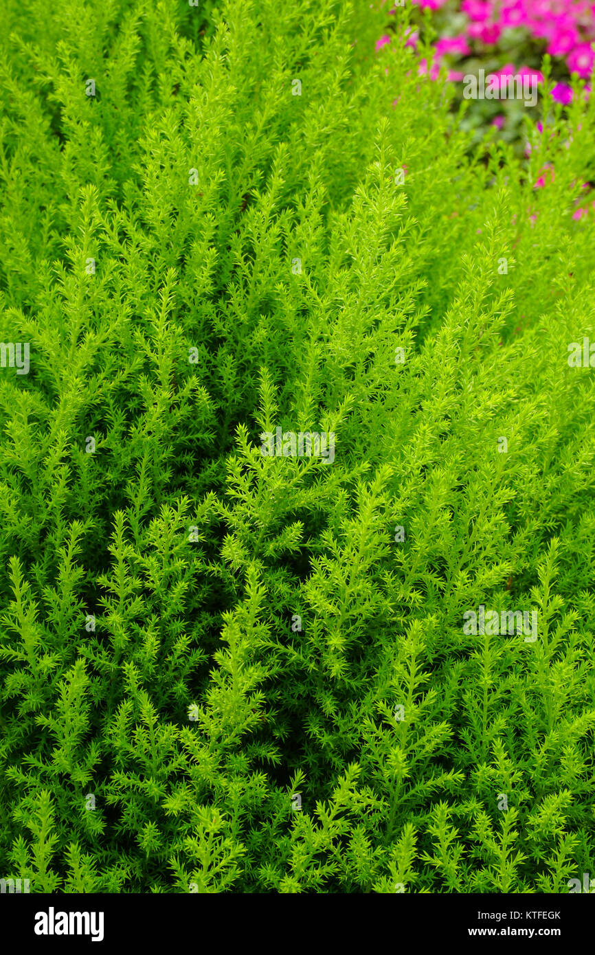 Kiefer im Garten in Cameron Highlands, Malaysia Stockfotografie Alamy