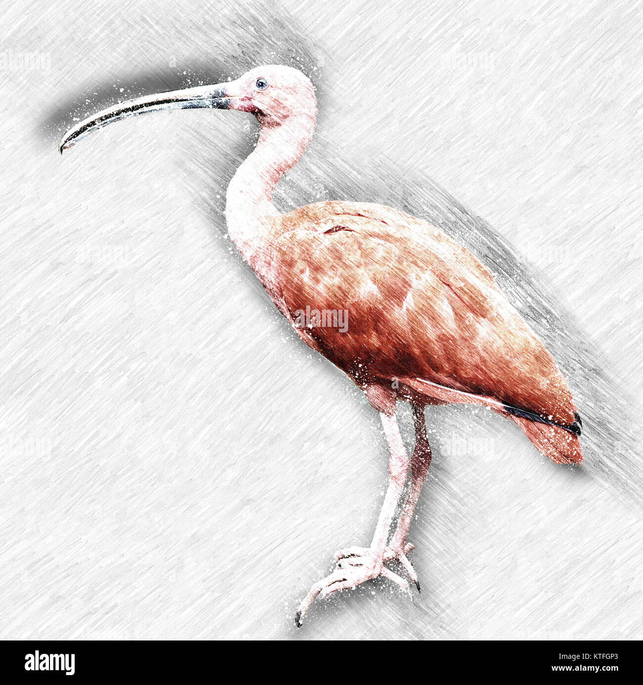 Digital verbesserte Bild von Scarlet ibis (Eudocimus ruber) Seitenansicht Stockfoto