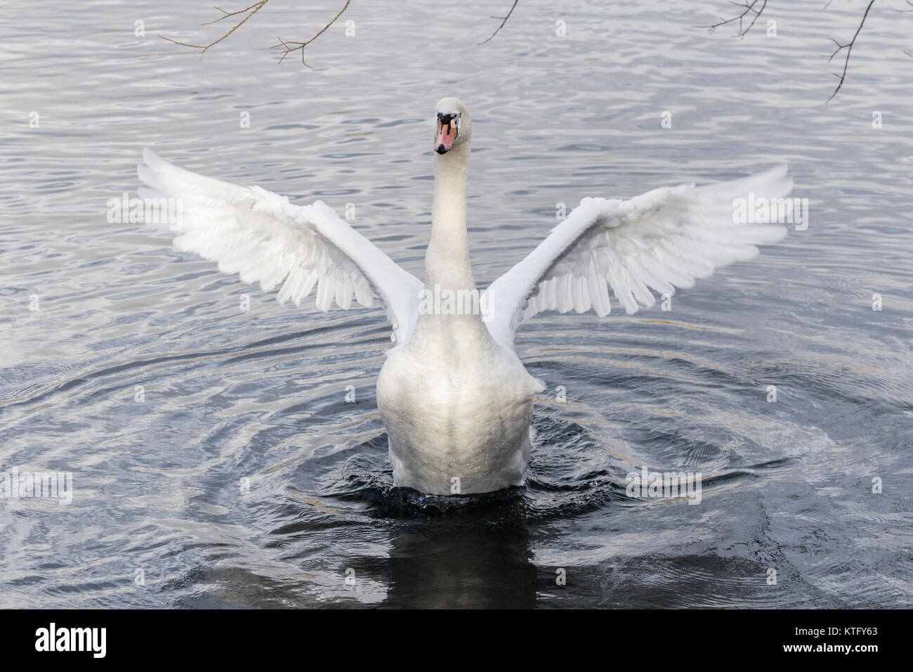 Swan Schlagflügel auf See. Großbritannien Stockfoto