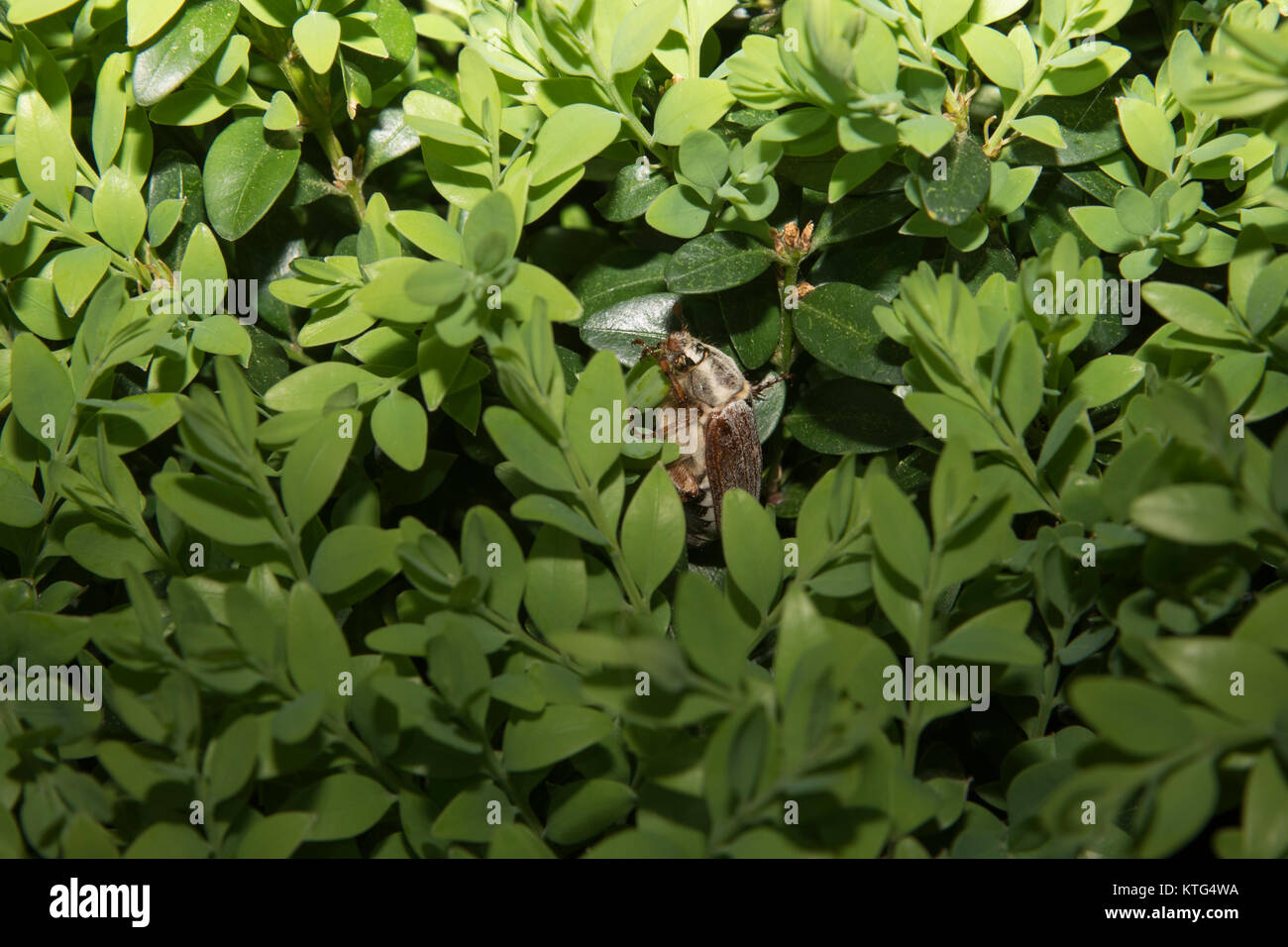 Wald Maikäfer in einem Europäischen Box im Nordosten Deutschlands. Stockfoto