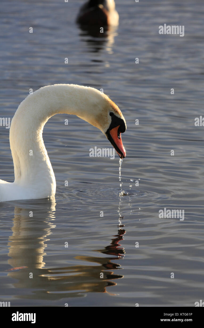 Swan Trinkwasser in See in Irland Stockfoto