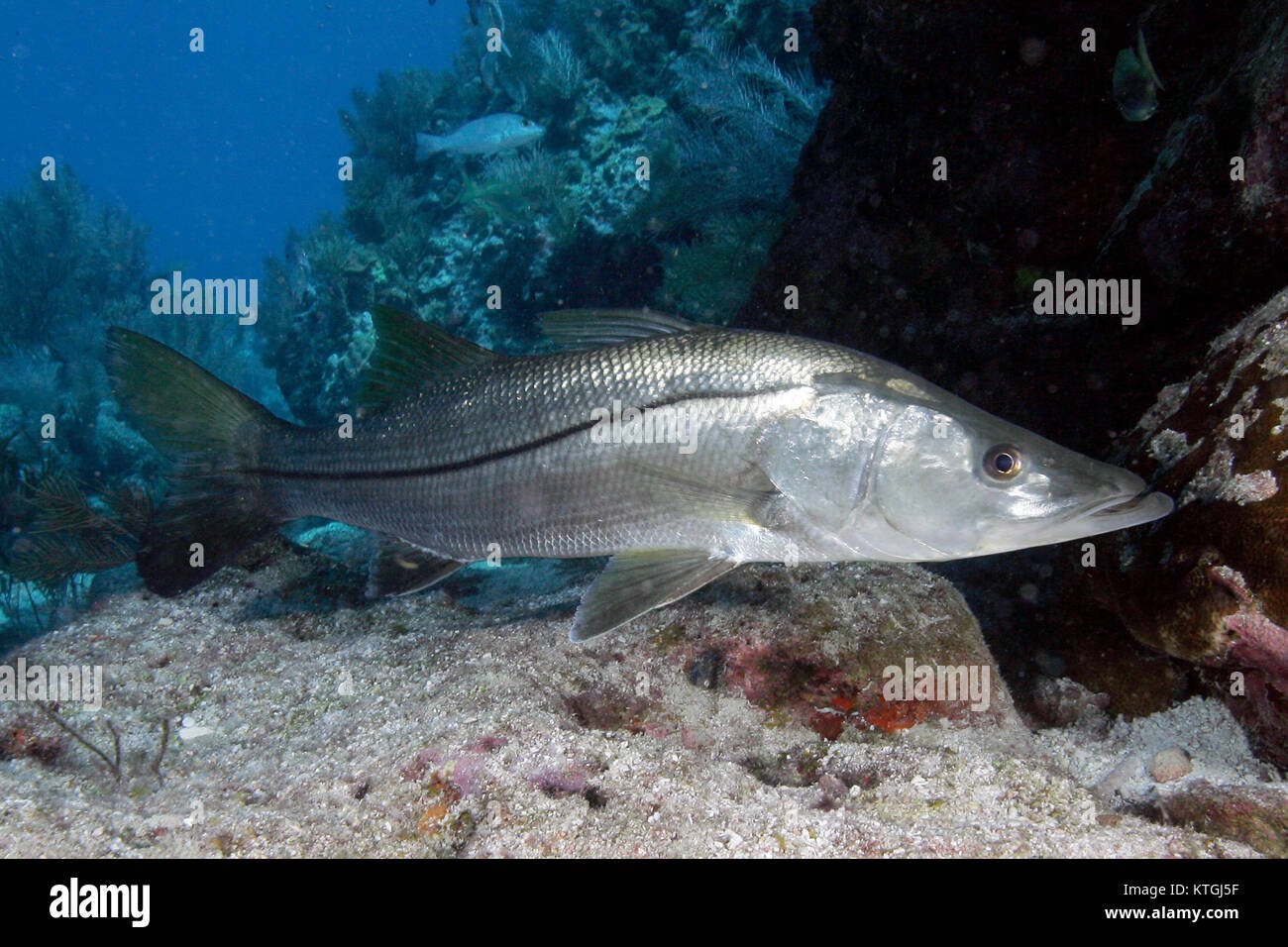 Snook, Centropomus undecimalis, unter Wasser in den Florida Keys Stockfoto