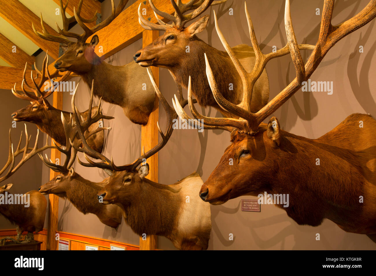 Trophäe Elch Display, Elk Land Visitor Center, Missoula, Montana Stockfoto