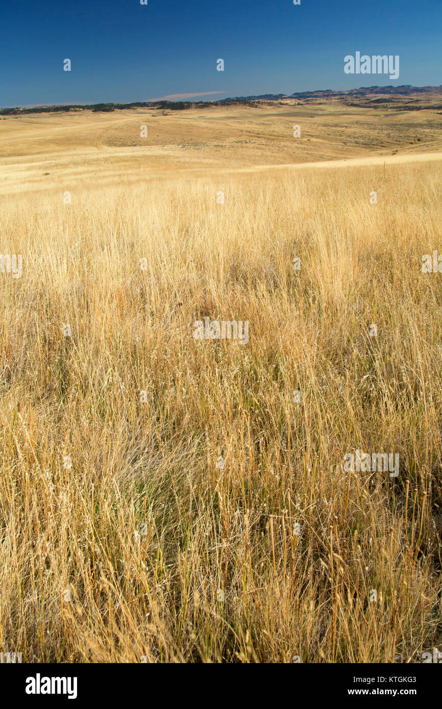 Prairie Grünland, Little Bighorn Battlefield National Monument, Montana Stockfoto