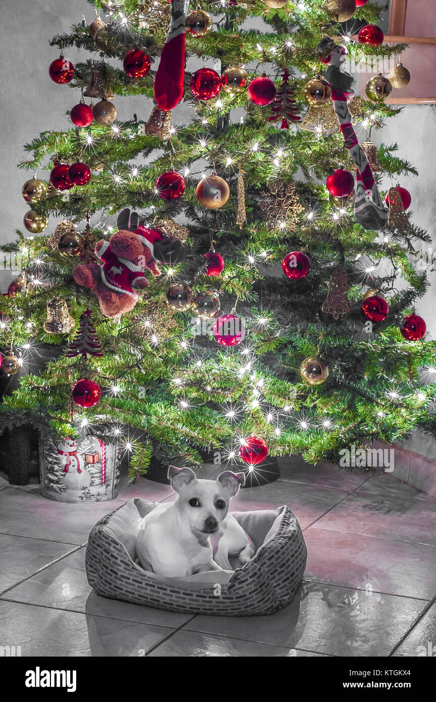 Liebe für Hunde, Hund unter einem Weihnachtsbaum Stockfoto