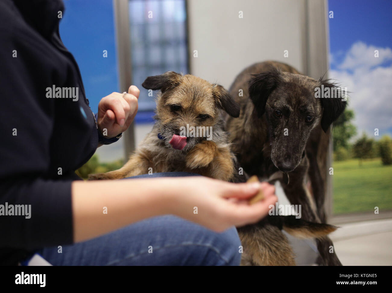 Becky Fisher, Rehoming and Welfare Manager bei Battersea Dogs & Cats Home in London, mit der vierjährigen Saluki Thelma und ihrer besten Freundin, der achtjährigen Louise, einer Border Terrier, die dieses Weihnachten ein neues Zuhause suchen. Stockfoto