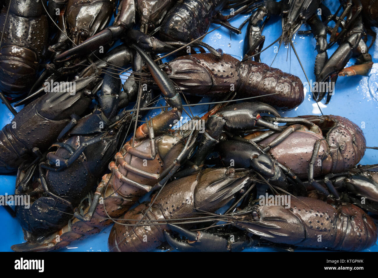 Australische shell Fish marron Stockfoto