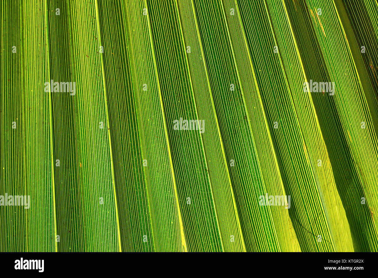 Große Streifen von Spiky Palm Tree Leaf in Golden Sun Flair. Lebendige Grün gelbliche Farbe. Trendigen Stil. Urlaub in den Tropen Reisen Asien Karibik Cop Stockfoto