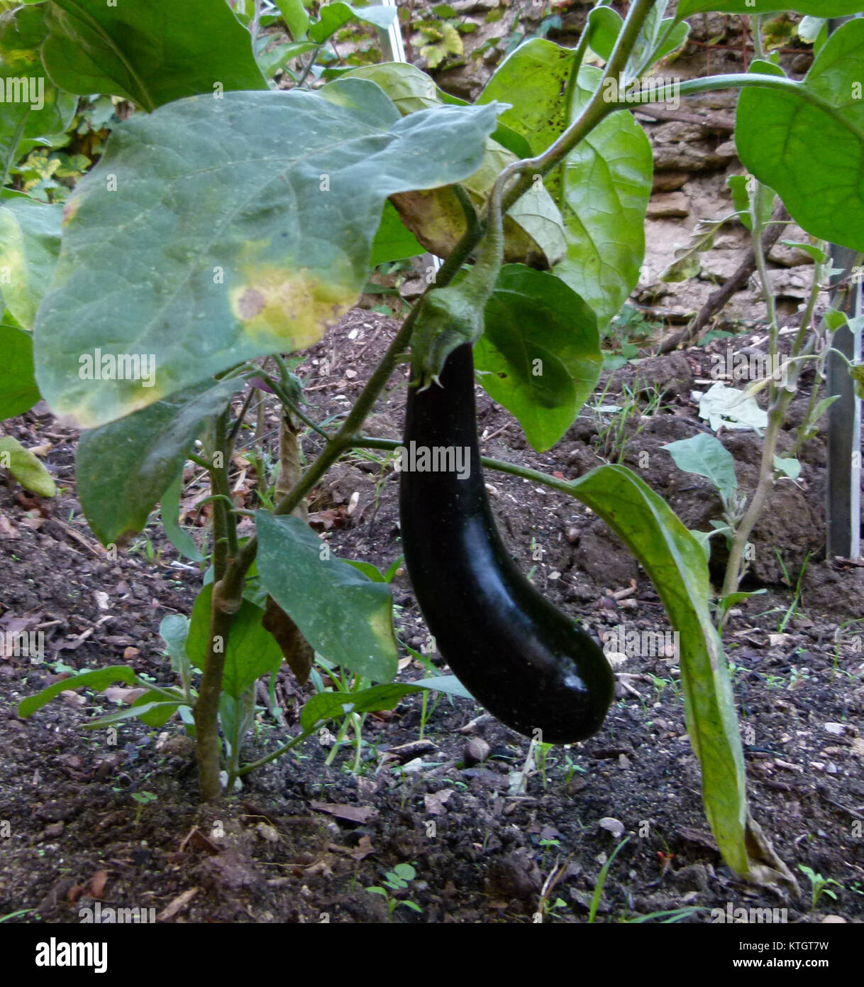 Aubergine du jardin bezeichnet die Vielfalt der Auberginen, die in Gärten angebaut werden. Es ist ein beliebtes Gemüse in der mediterranen und globalen Küche, bekannt für seinen einzigartigen Geschmack und seine Vielseitigkeit beim Kochen. Stockfoto