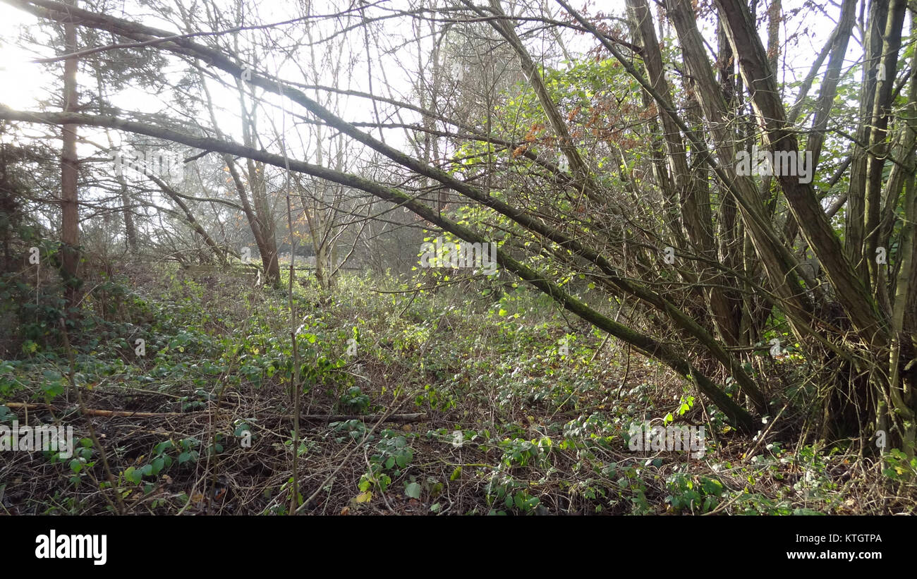 Das Barnet Countryside Centre in Barnet, London, ist eine Gemeinschaftseinrichtung, die Bildungsprogramme über Natur und Naturschutz anbietet. Es dient als Drehscheibe für die Anwohner, um sich an Outdoor-Aktivitäten und Umwelterziehung zu beteiligen. Stockfoto