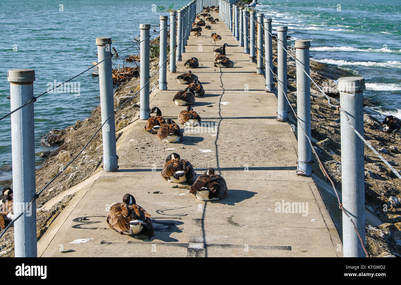 Äußere tagsüber Foto von einer Schar der Gänse auf der Betonfläche aufliegt Bird Island Pier zwischen den Niagara River und Lake Erie in Buffalo, New York Stockfoto