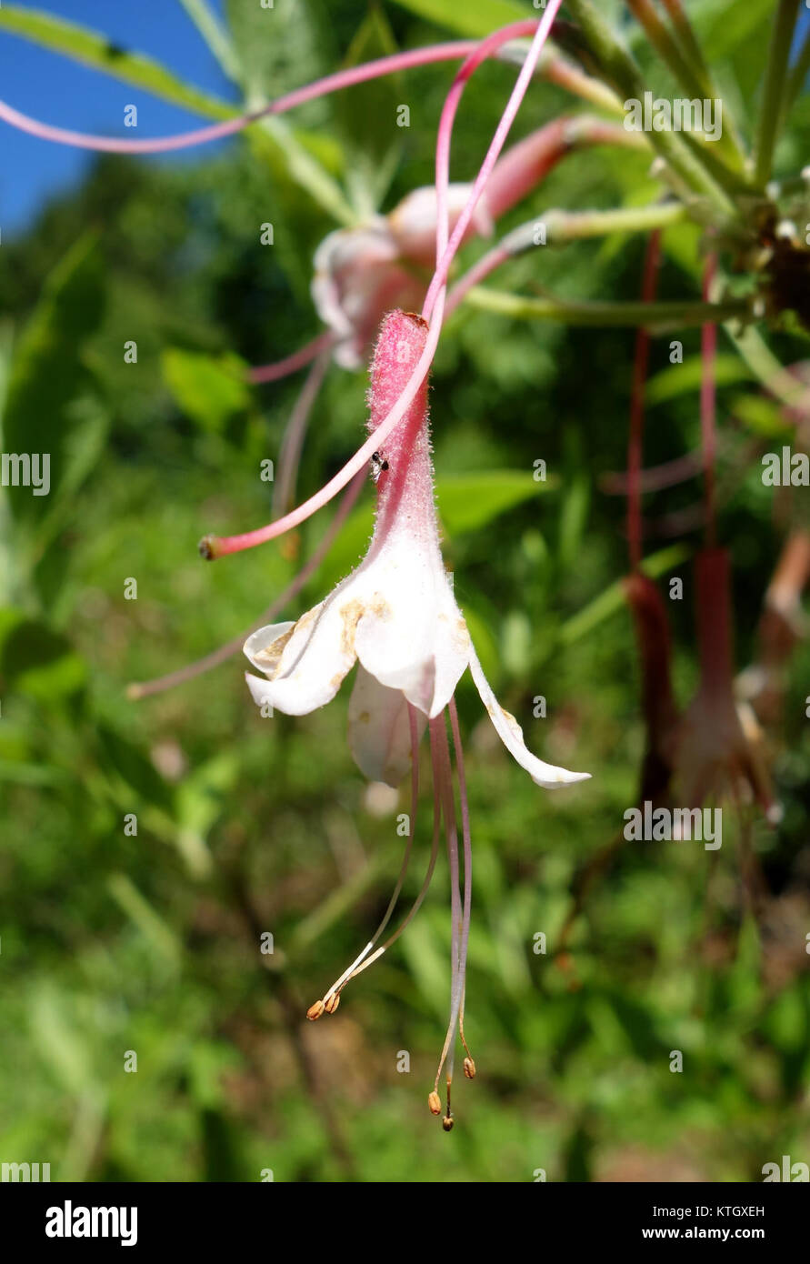 Azalea alabamensis, eine in Alabama heimische Rhododendron-Art, gefangen im  Arnold Arboretum, mit ihren lebendigen Blten und ihrem unverwechselbaren  Aussehen Stockfotografie - Alamy