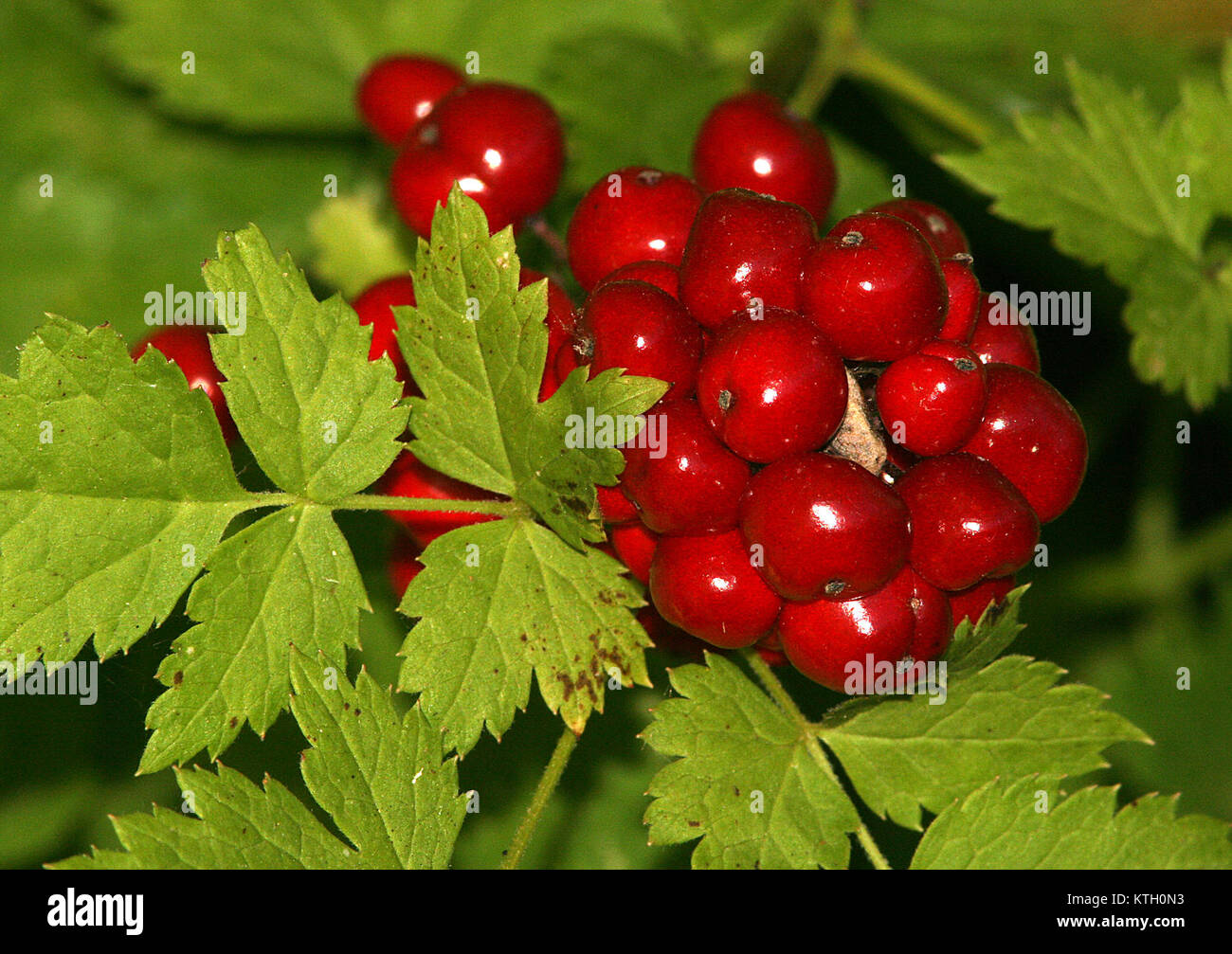 Banberry, Western (Actaea rubra), auch bekannt als rote Baneberry, ist eine giftige Pflanze, die in Nordamerika beheimatet ist. Er ist mit markanten roten Beeren versehen und findet sich in Wäldern und schattigen Bereichen. Stockfoto