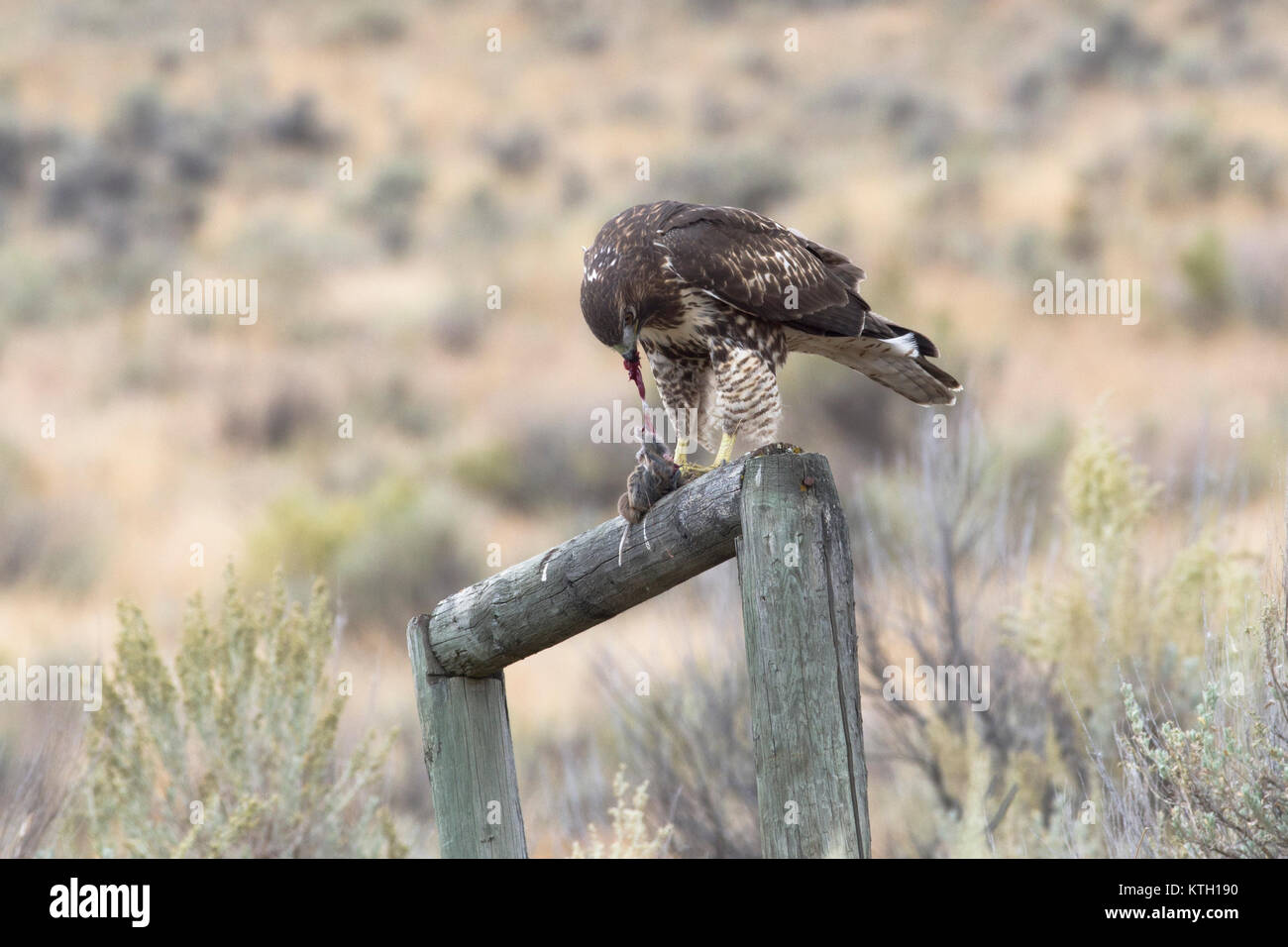 Red-tailed Hawk essen Beute in British Columbia, Kanada. Stockfoto