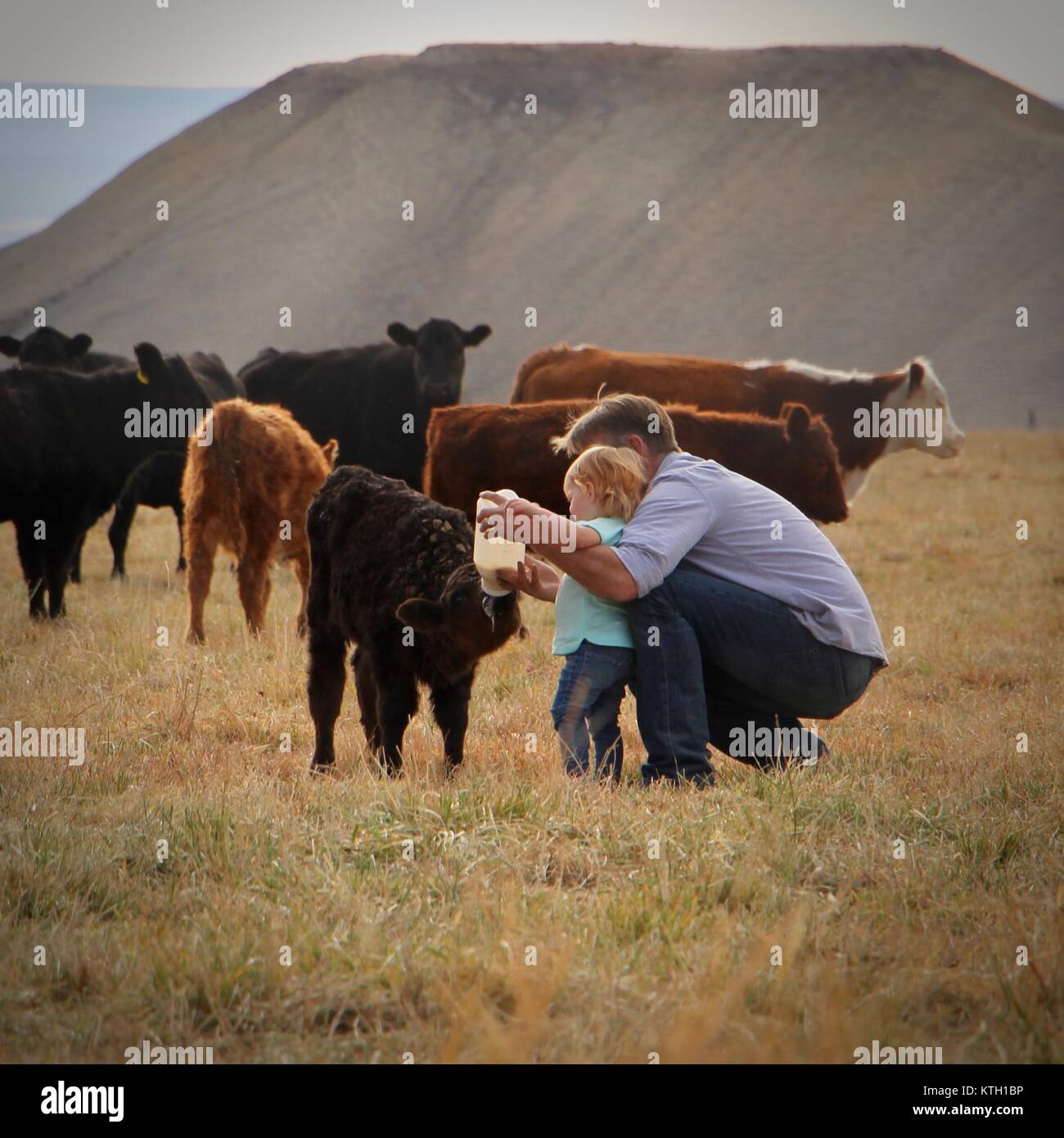 Großvater Helfen seiner Enkelin feed ein neugeborenes Kalb in Western Colorado. Stockfoto