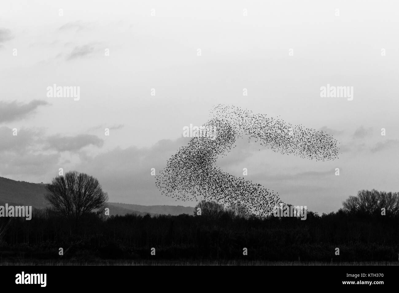Vogelschwarm schöne und surreale Formen in den Himmel, über einige Felder und Bäume Stockfoto
