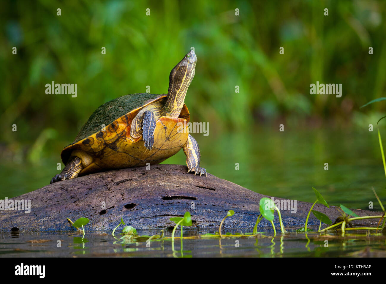 Schieberegler Schildkröte, Chrysemys ornata, auf einem Baumstamm in Gatun See, Doppelpunkt Provinz, Republik Panama. Stockfoto