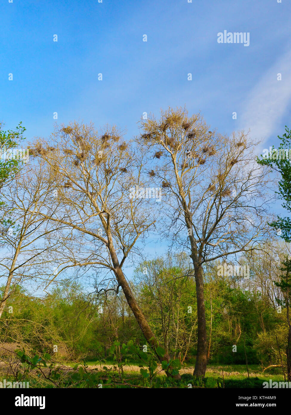 Great Blue Heron Rookery, Bath Road, Cuyahoga Valley National Park, Brecksville, Ohio, USA Stockfoto