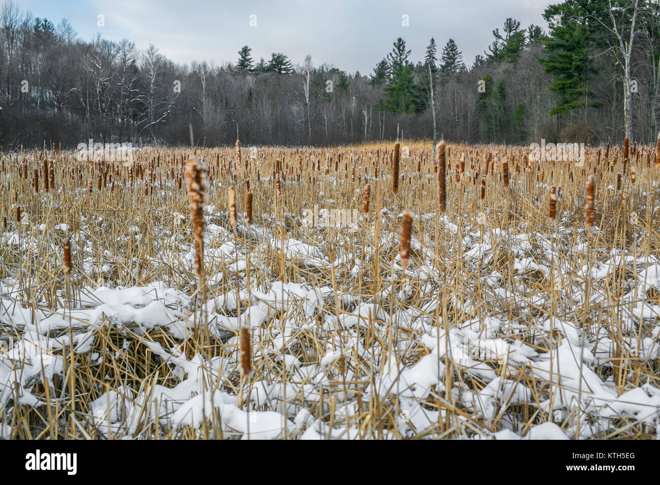 Kanadische Wildlife an einem Wintertag im Freien Stockfoto