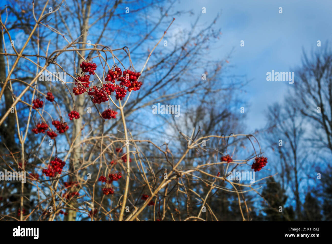 Das wilde Leben im Freien an einem Wintertag rote Früchte auf Baumfutter für Vögel für die kalte Jahreszeit Stockfoto