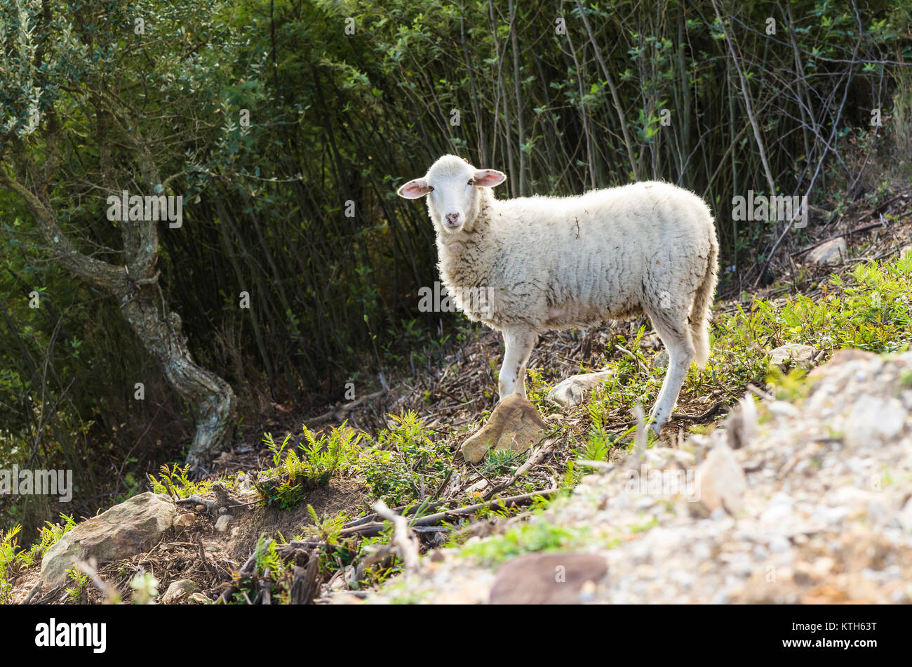 Schaf verloren in den Bergen, Los Alcornocales, Spanien. Stockfoto