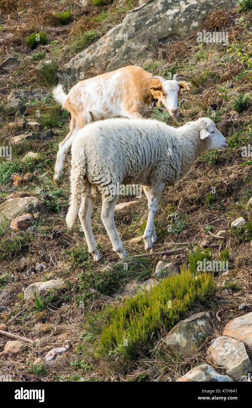 Schaf und Ziege in Bergen verloren, Los Alcornocales, Spanien. Stockfoto