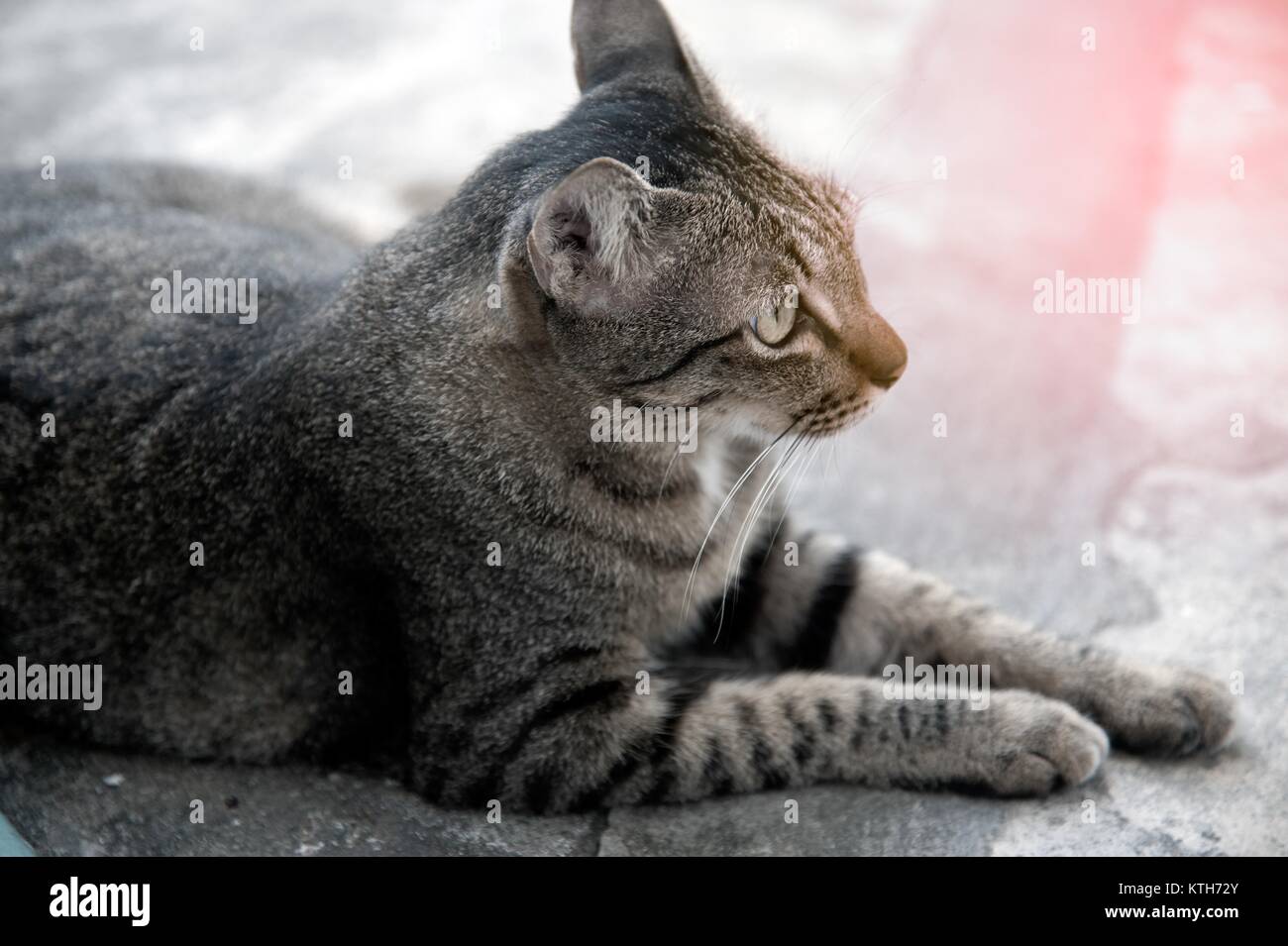 Die graue Katze liegend ein entspannen Sie sich auf den Boden. Stockfoto