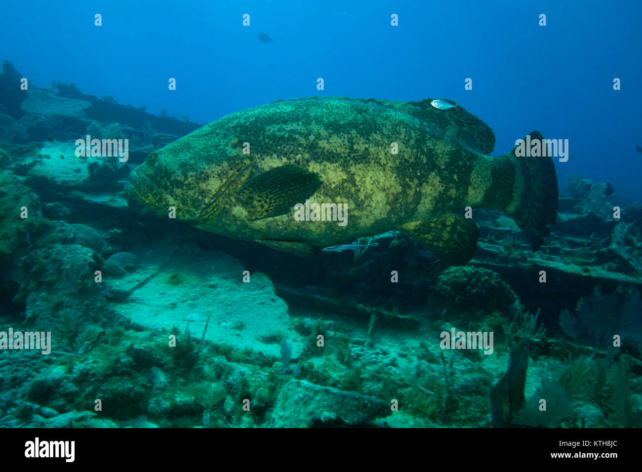 Goliath schwadleger unter Wasser auf einem Schiffswrack Stockfoto