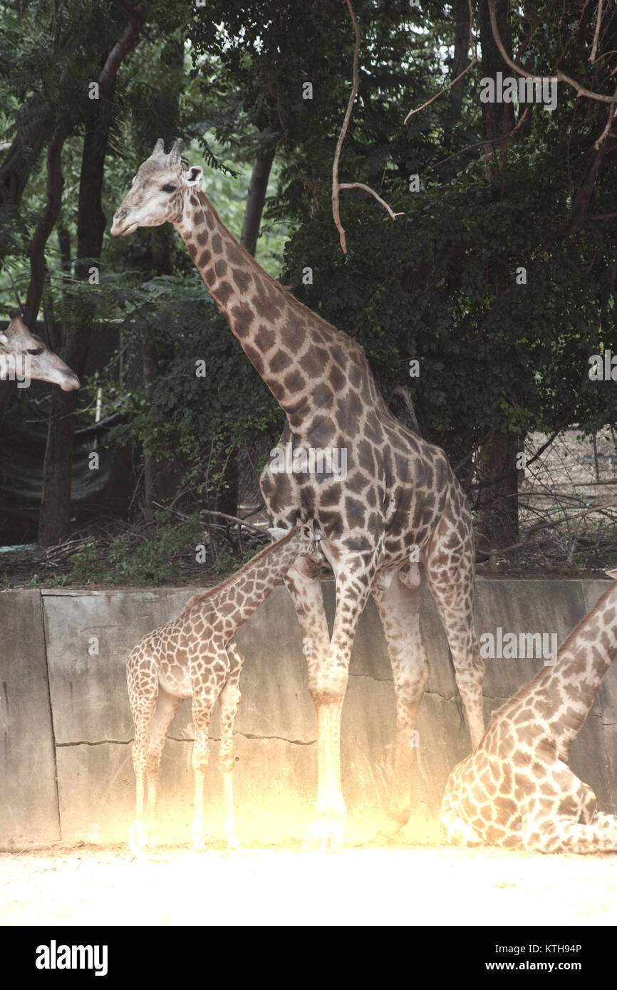 Sohn saugen von seiner Mama ist Giraffa Camelopardalis Specie Familie Giraffidae. Stockfoto