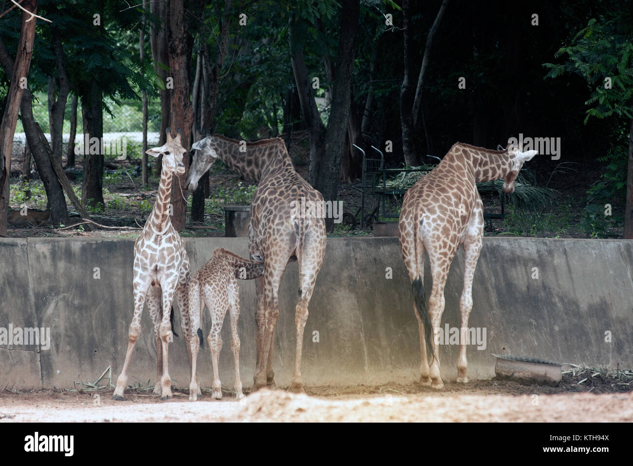 Sohn saugen von seiner Mama ist Giraffa Camelopardalis Specie Familie Giraffidae. Stockfoto