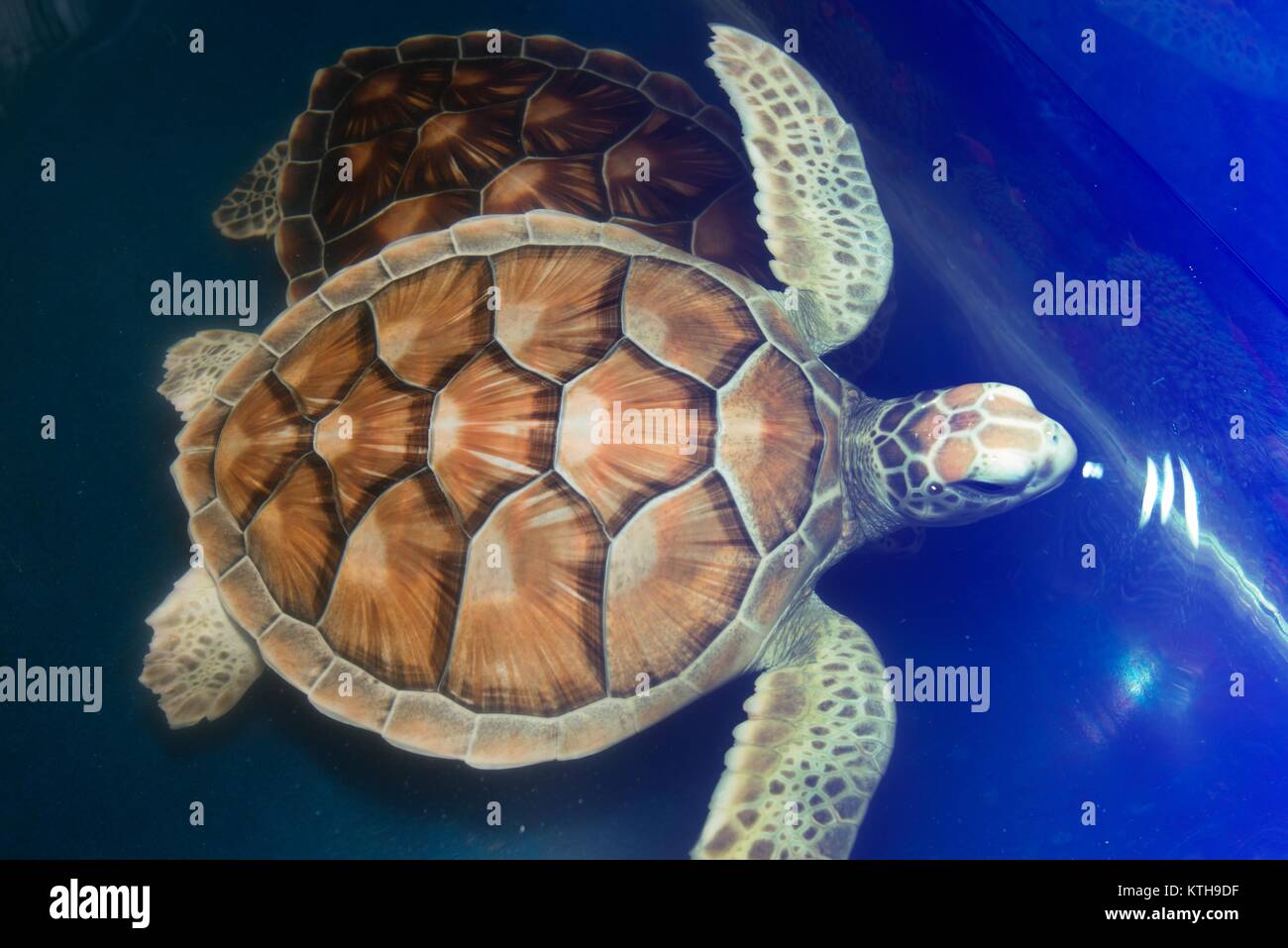 Grüne Schildkröte schwimmt oben in Teichen für die Aquakultur