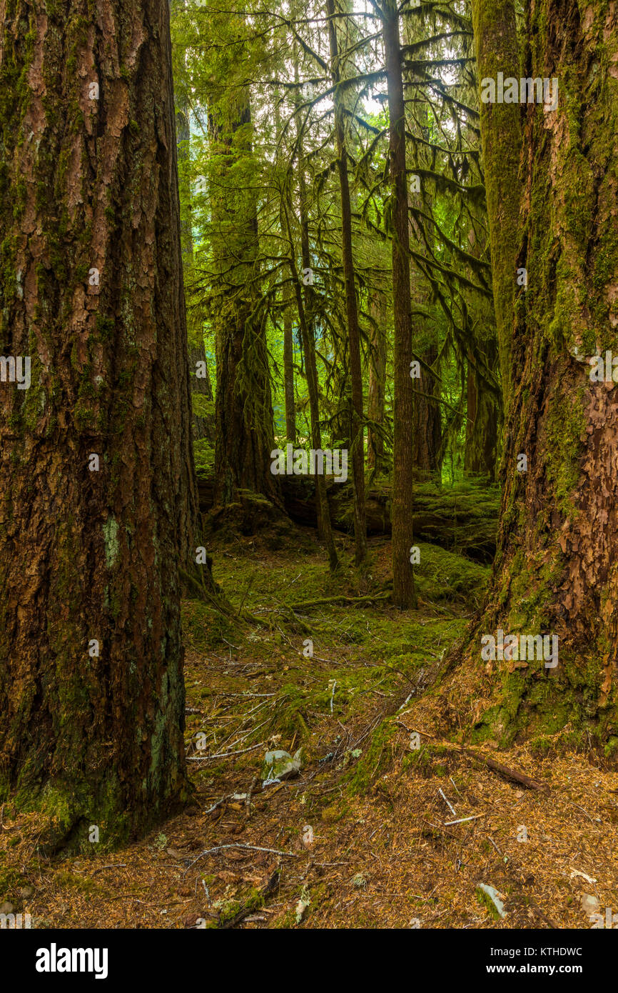 Alte Olivenhaine Naturlehrpfad obwohl alten Wachstum Wald in den Sol Duc Abschnitt der Olympic National Park, Washington, United States Stockfoto