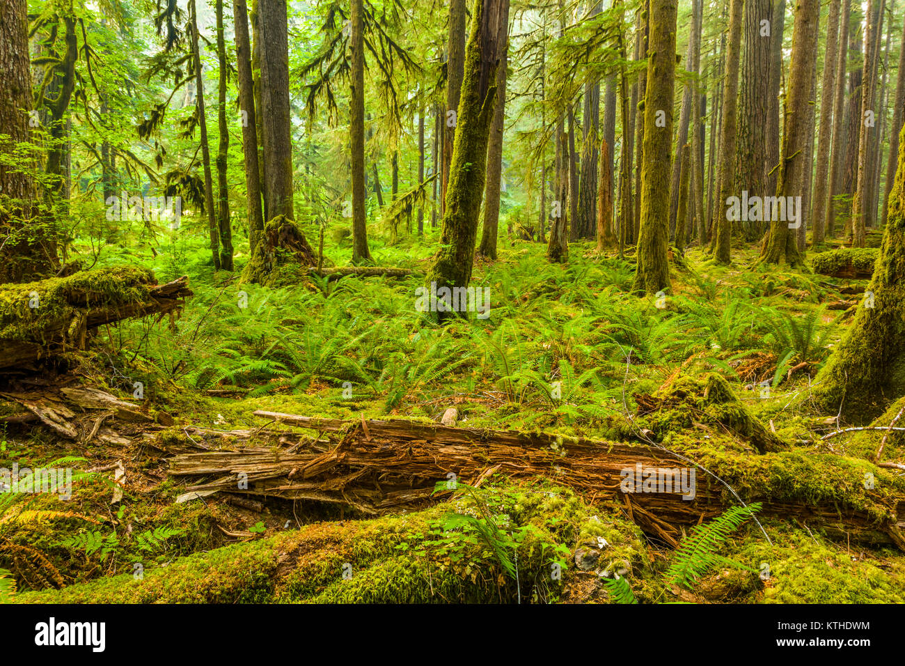 Alte Olivenhaine Naturlehrpfad obwohl alten Wachstum Wald in den Sol Duc Abschnitt der Olympic National Park, Washington, United States Stockfoto