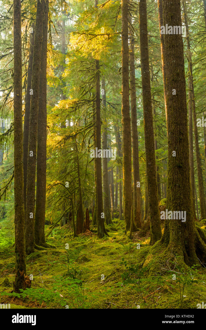 Alte Olivenhaine Naturlehrpfad obwohl alten Wachstum Wald in den Sol Duc Abschnitt der Olympic National Park, Washington, United States Stockfoto