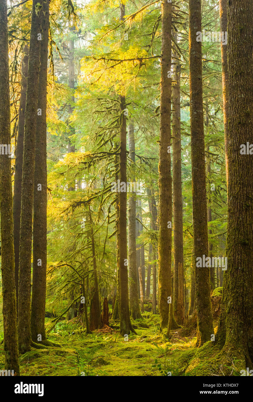 Alte Olivenhaine Naturlehrpfad obwohl alten Wachstum Wald in den Sol Duc Abschnitt der Olympic National Park, Washington, United States Stockfoto