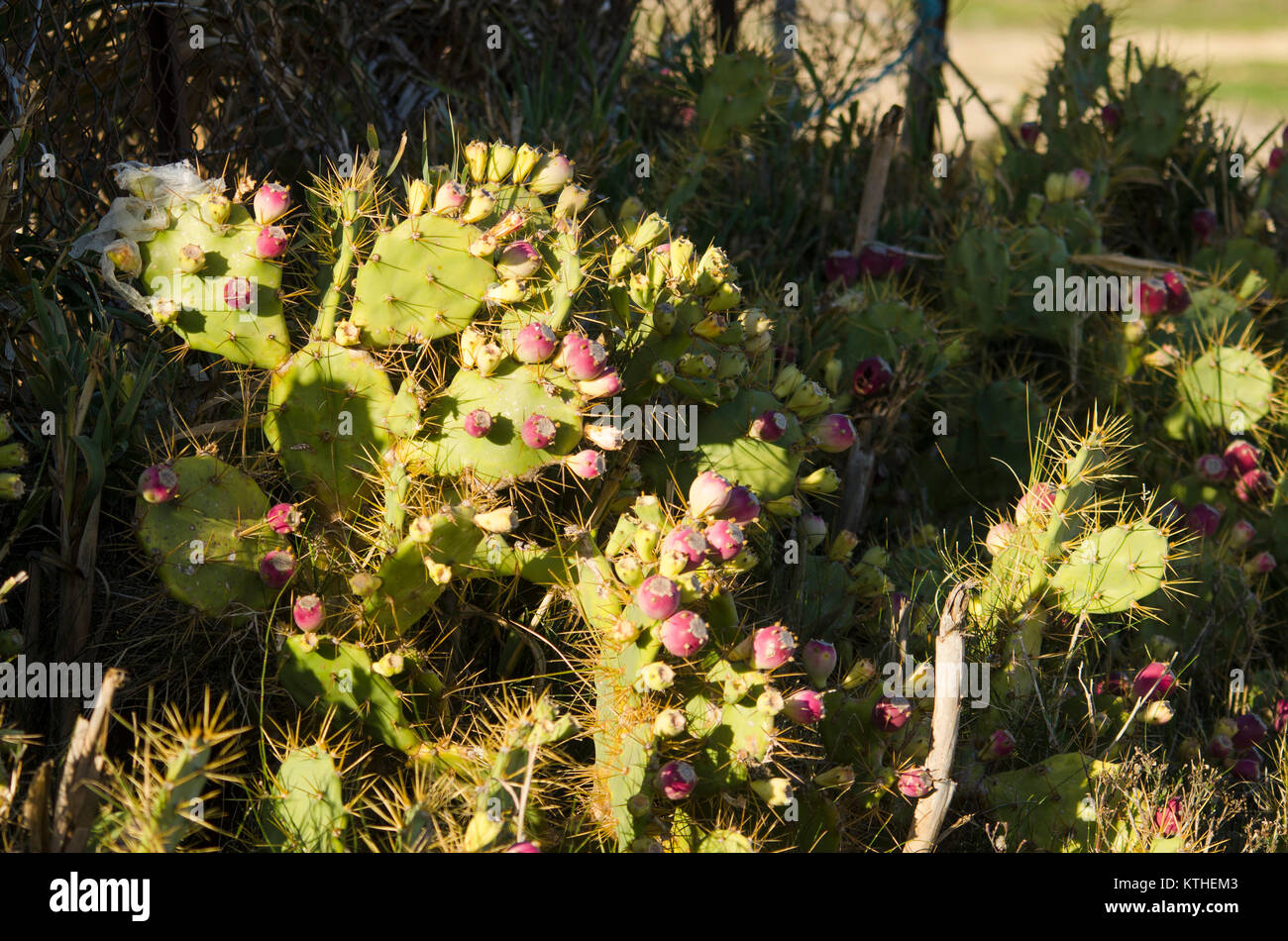 Feigenkaktus, Opuntia ficus-indica, Spanien. Stockfoto