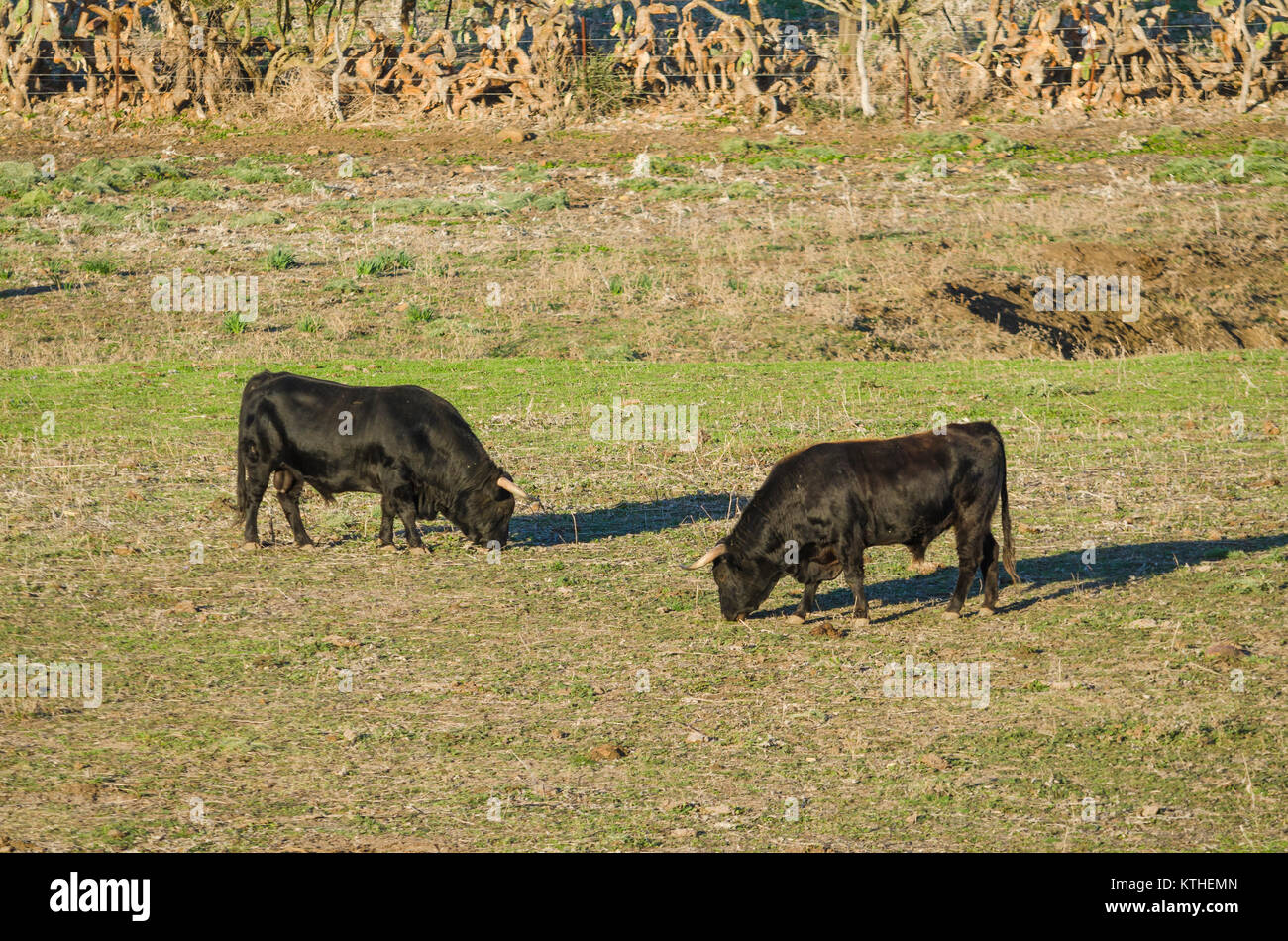 Spanische Kampfstier im Feld, Tarifa, Andalusien, Spanien. Stockfoto